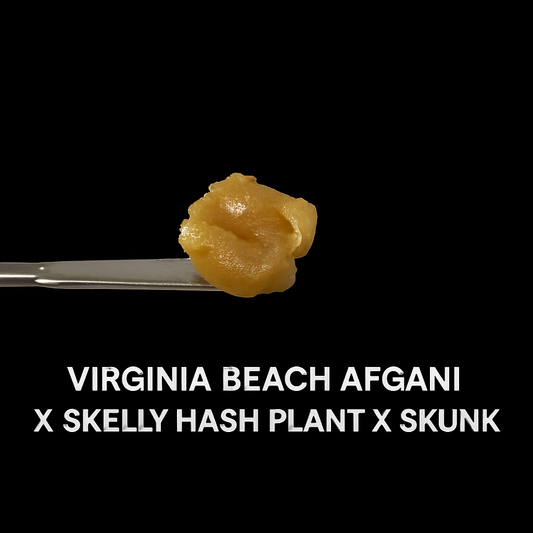 Badder Virginia Beach Afgani X Skelly Hash Plant X Skunk